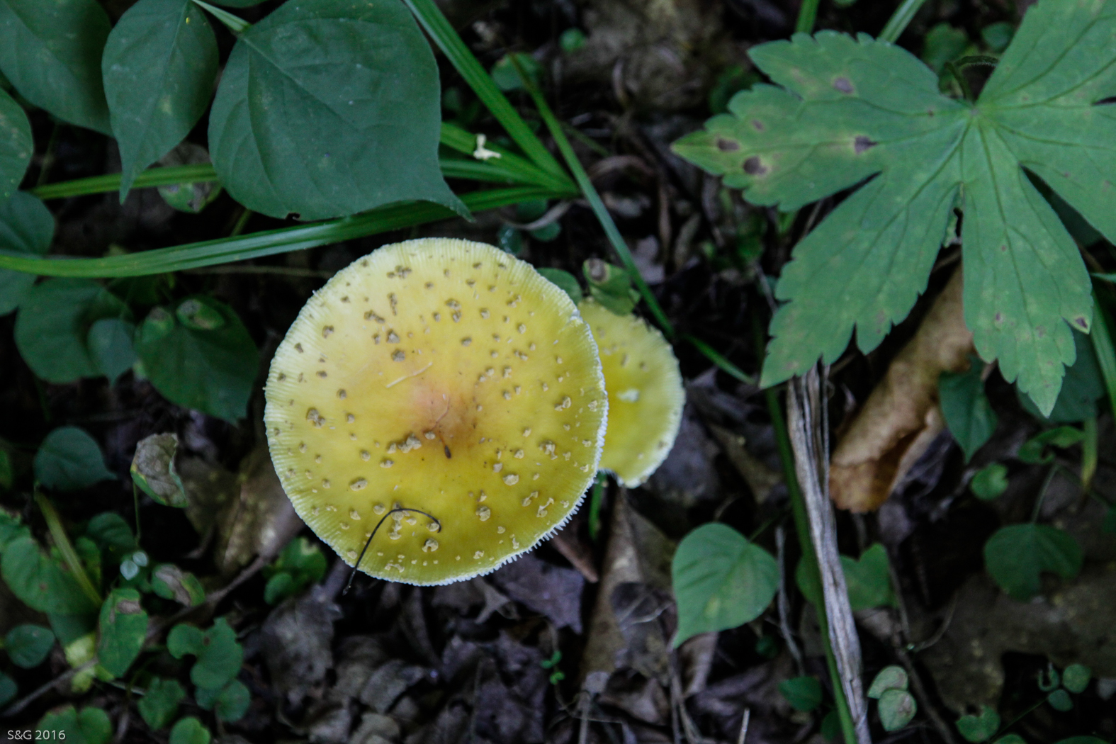 slideshow image