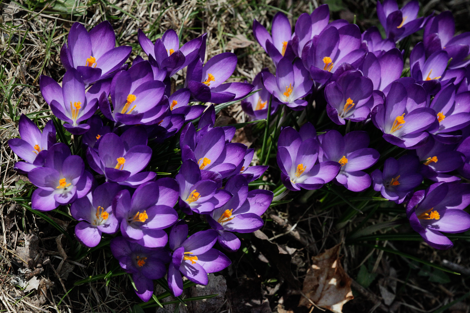 slideshow image