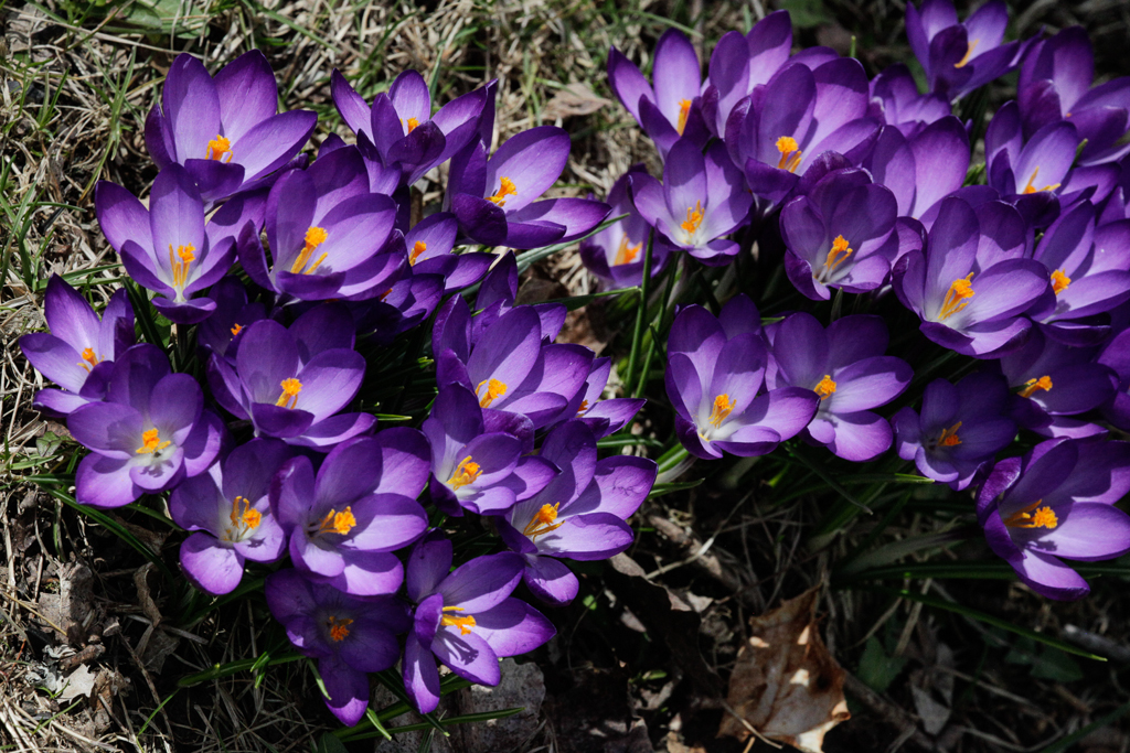 slideshow image