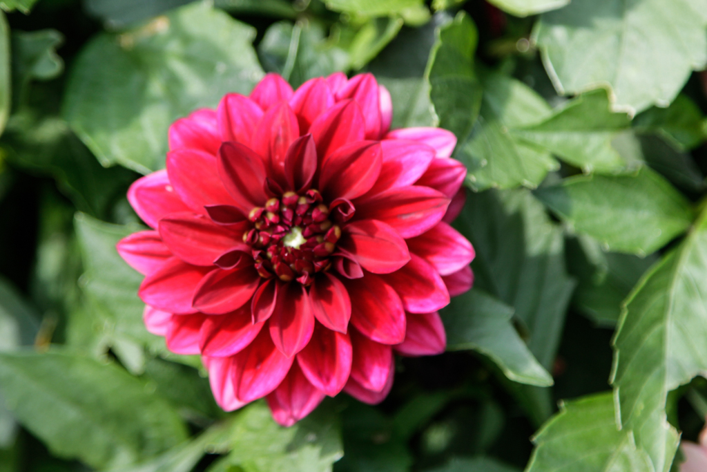 slideshow image