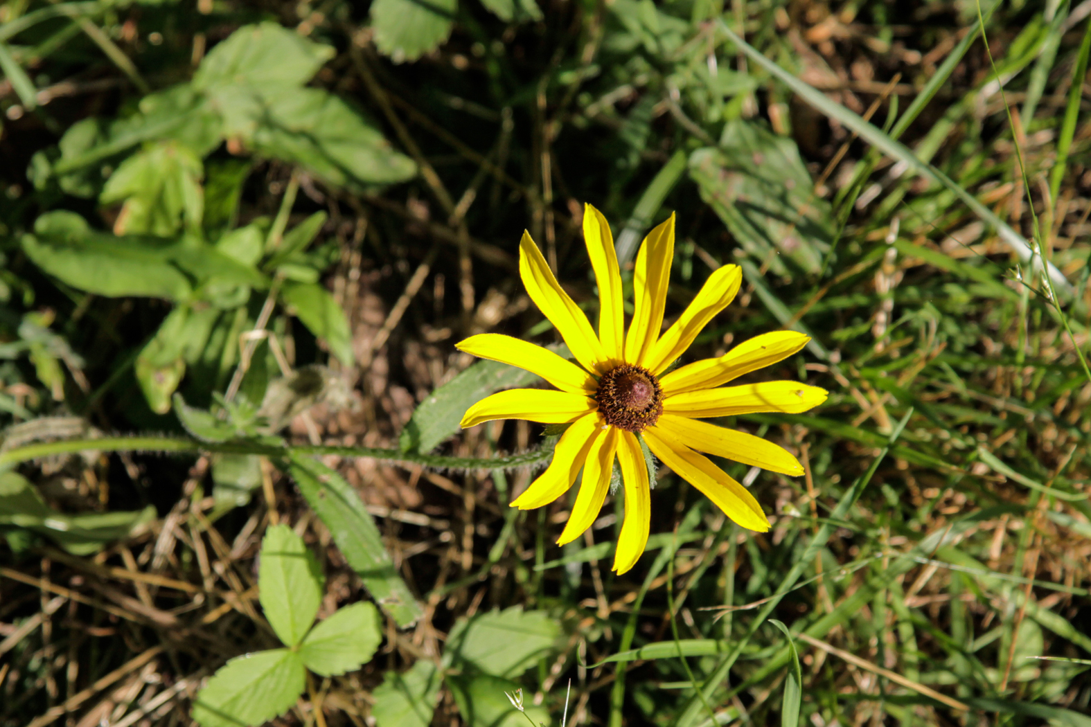 slideshow image