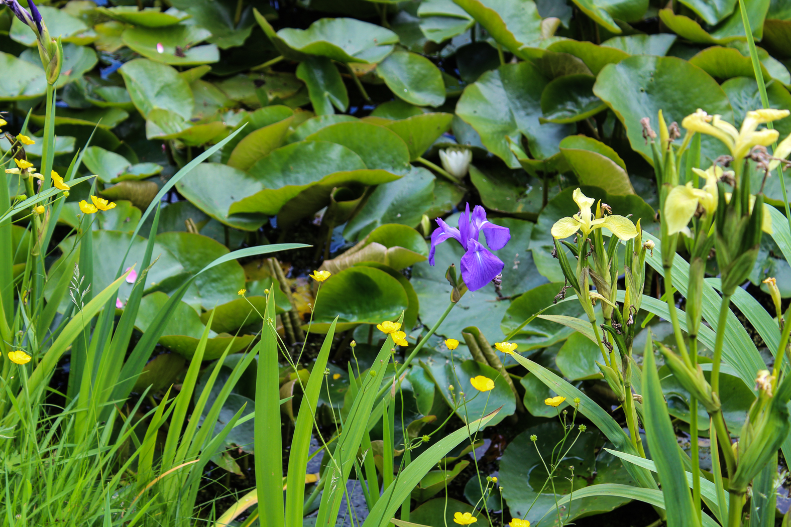 slideshow image