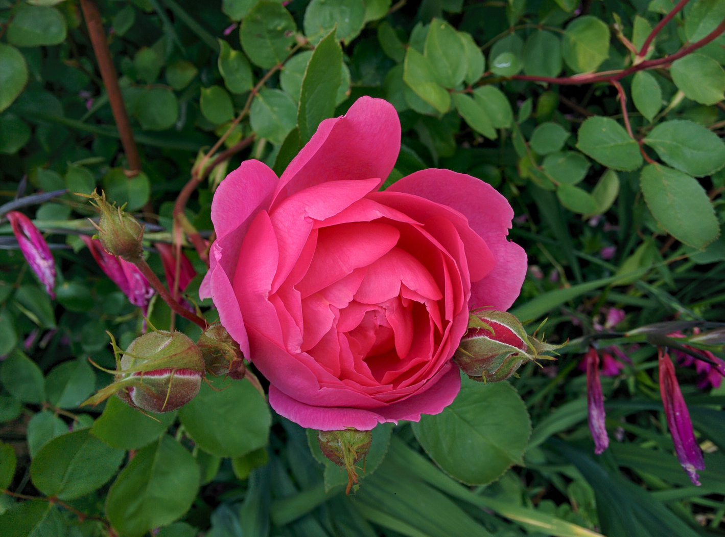 slideshow image