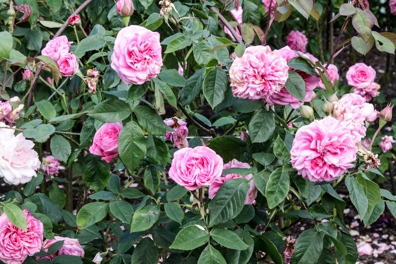 slideshow image