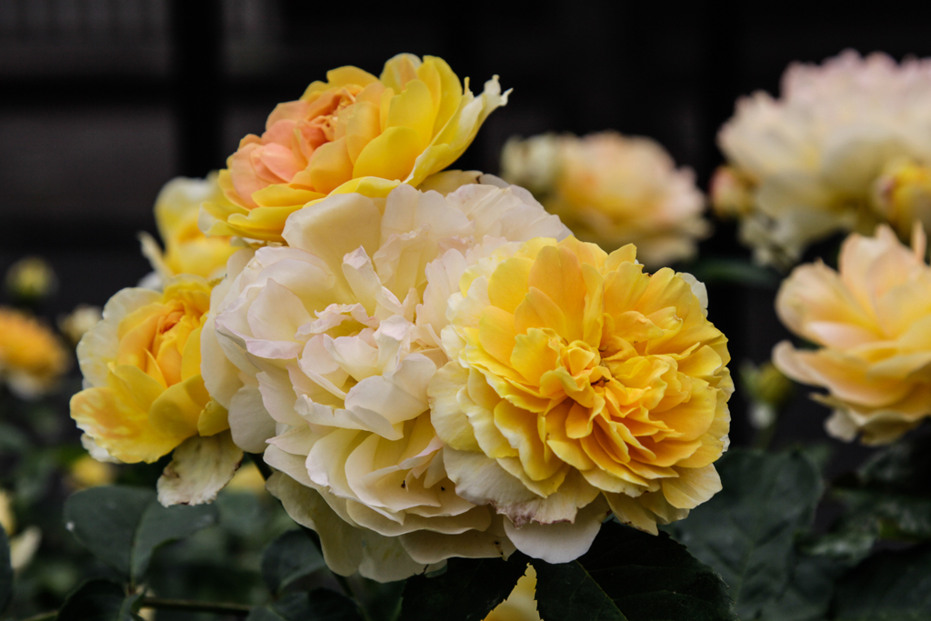 slideshow image