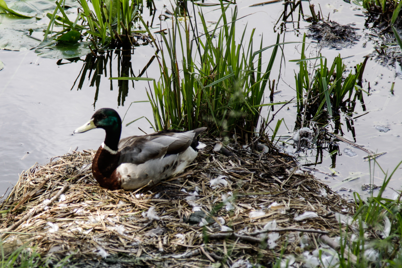slideshow image
