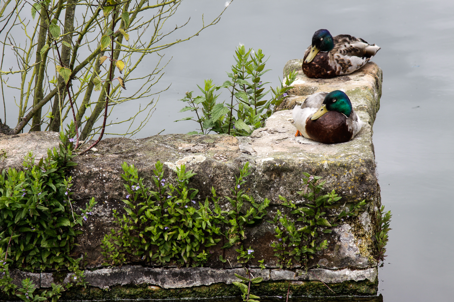 slideshow image