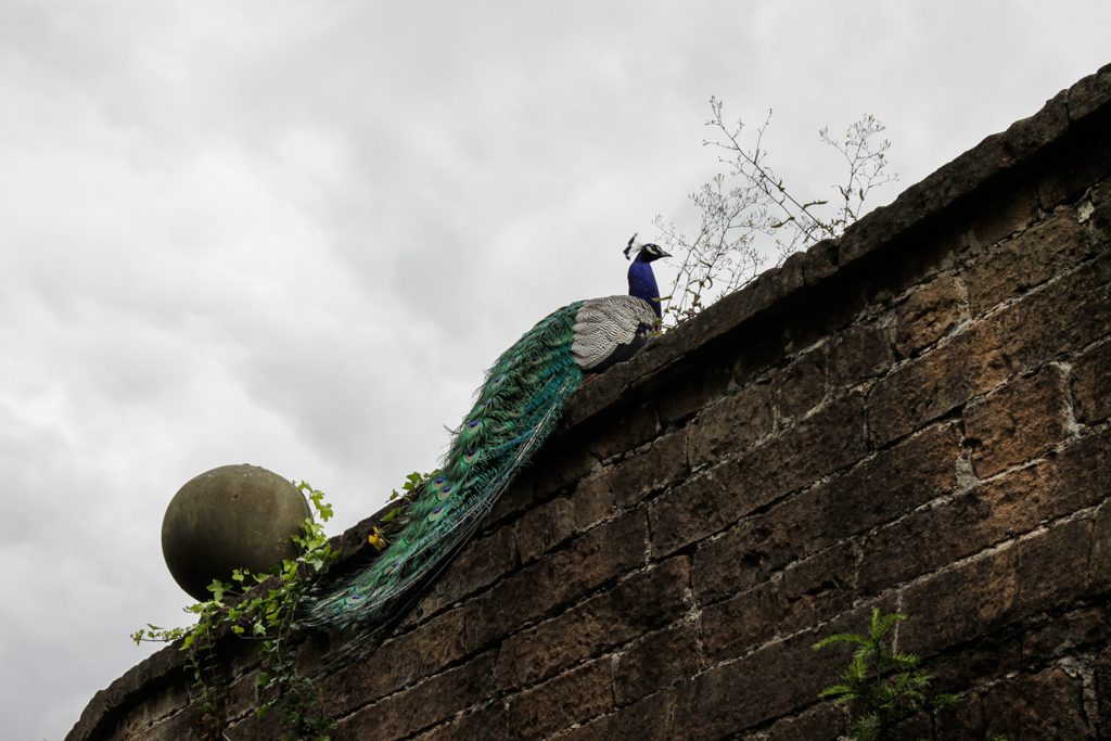 slideshow image