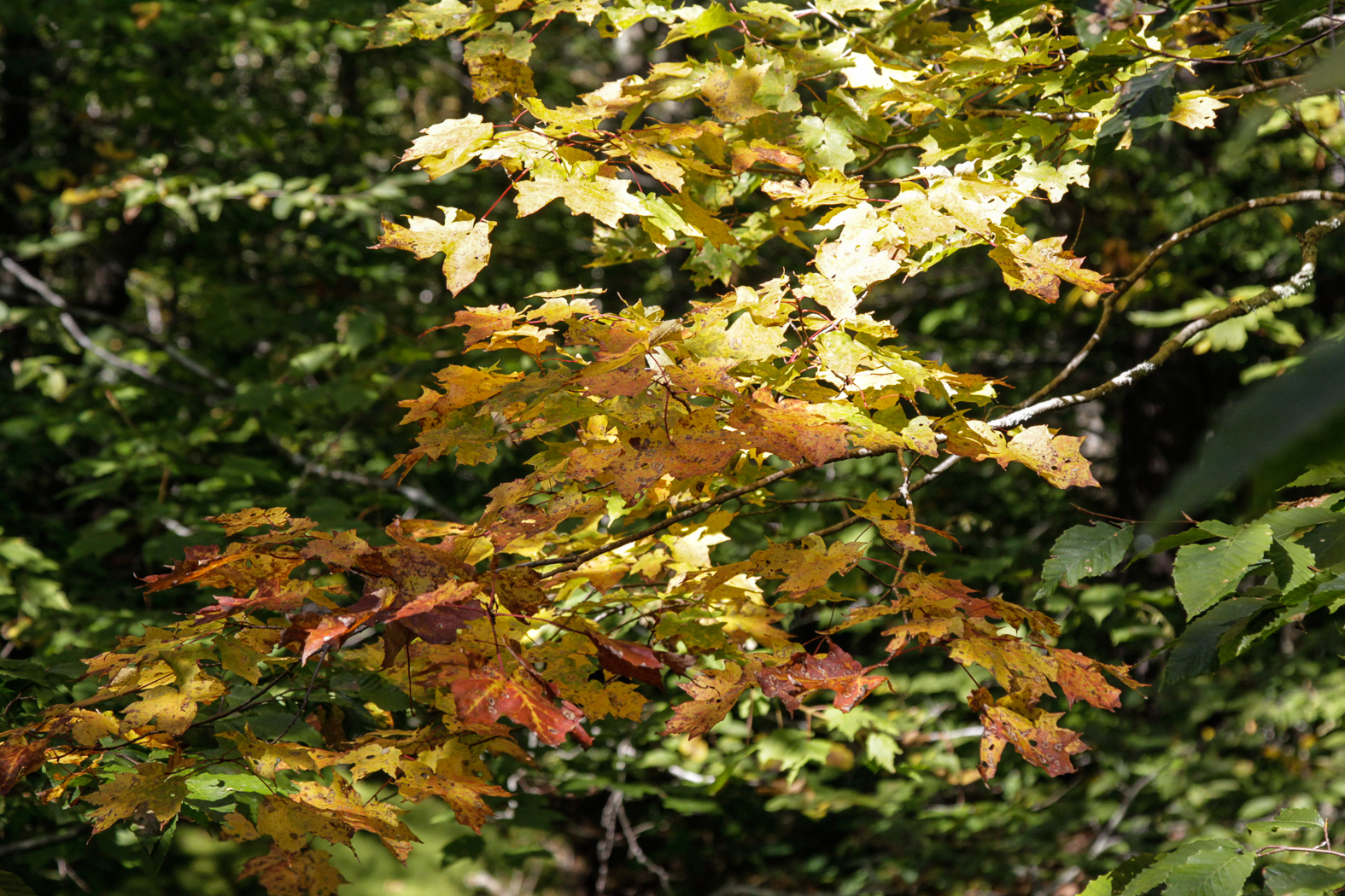 slideshow image
