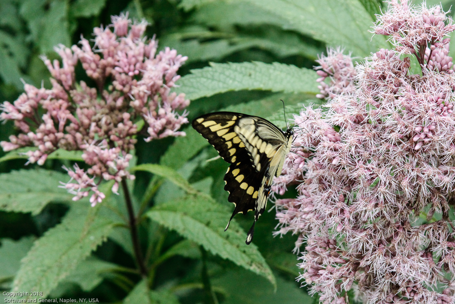 slideshow image