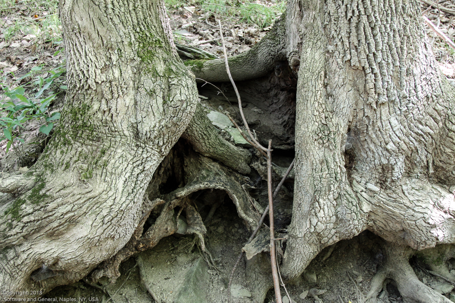 slideshow image