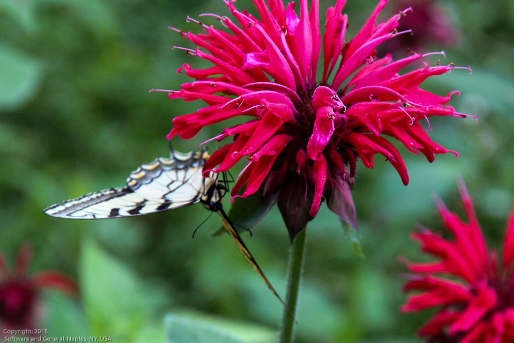 slideshow image
