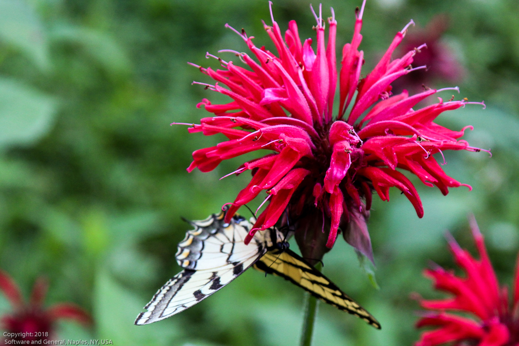slideshow image