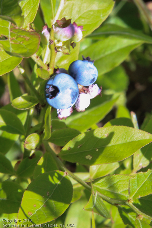 slideshow image