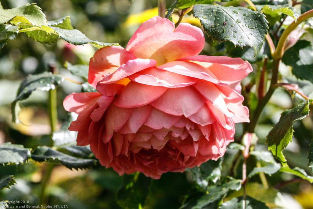slideshow image