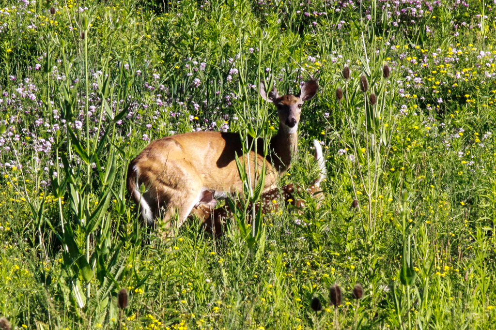 slideshow image