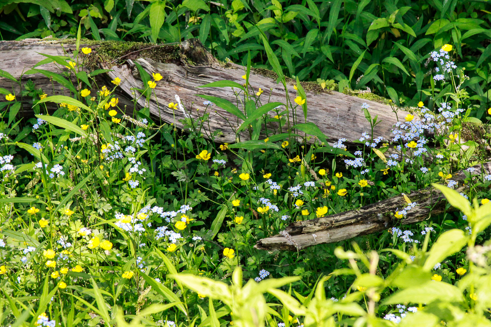 slideshow image