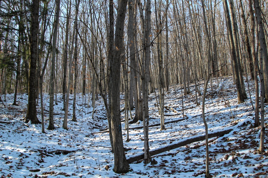 slideshow image