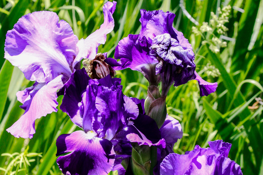 slideshow image