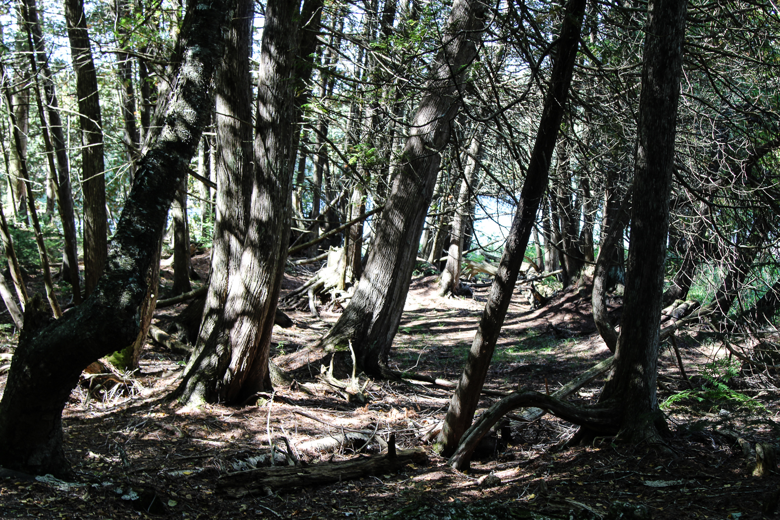 slideshow image