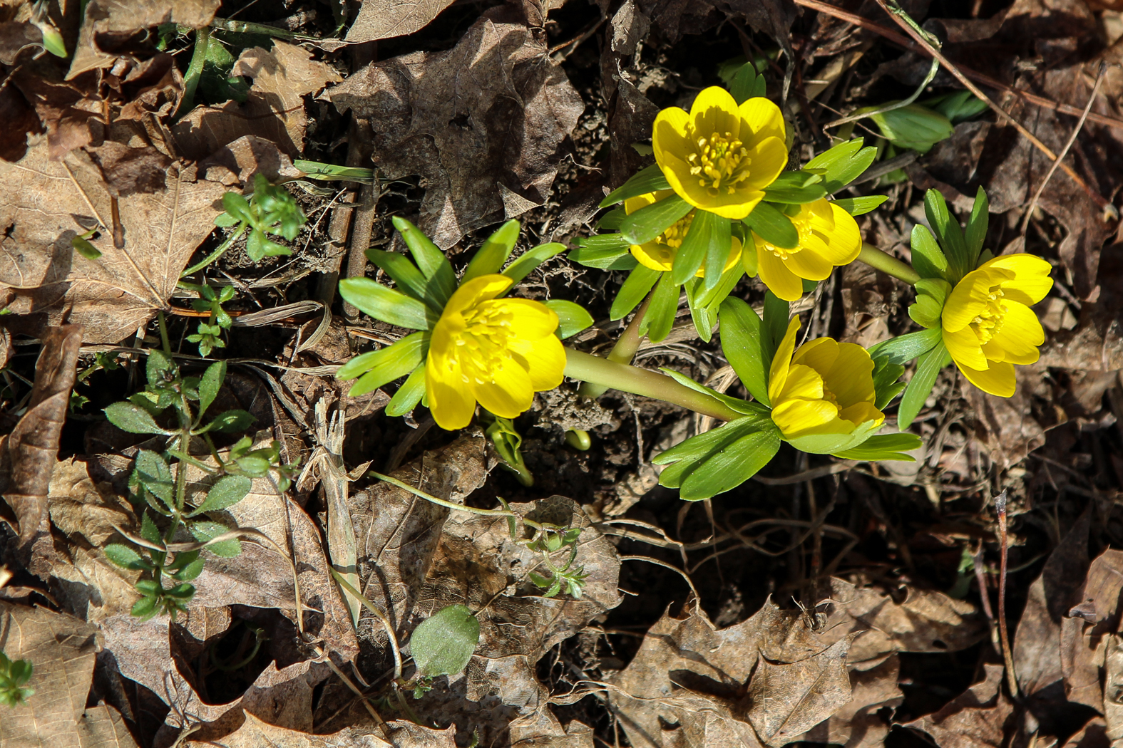slideshow image