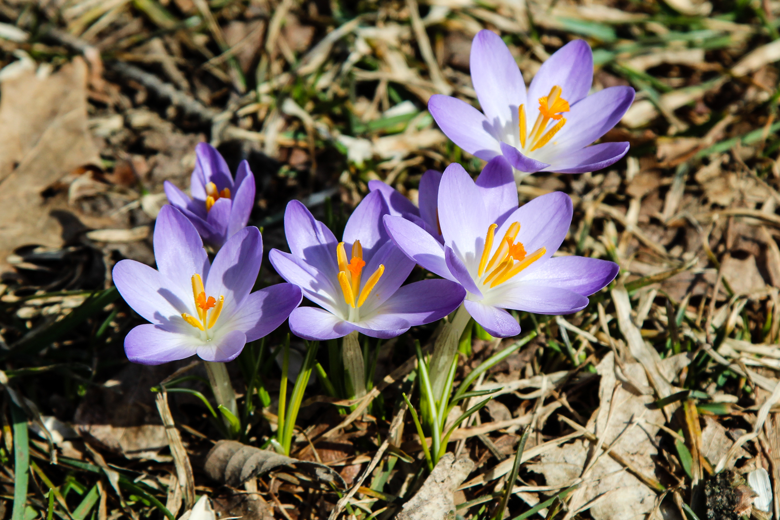 slideshow image