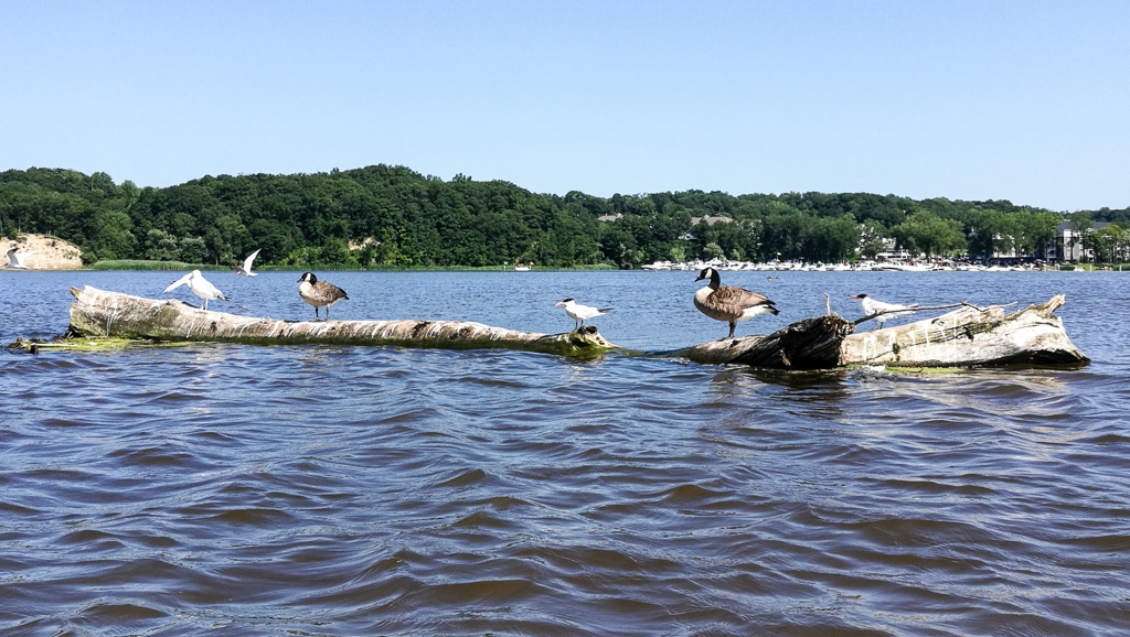 slideshow image
