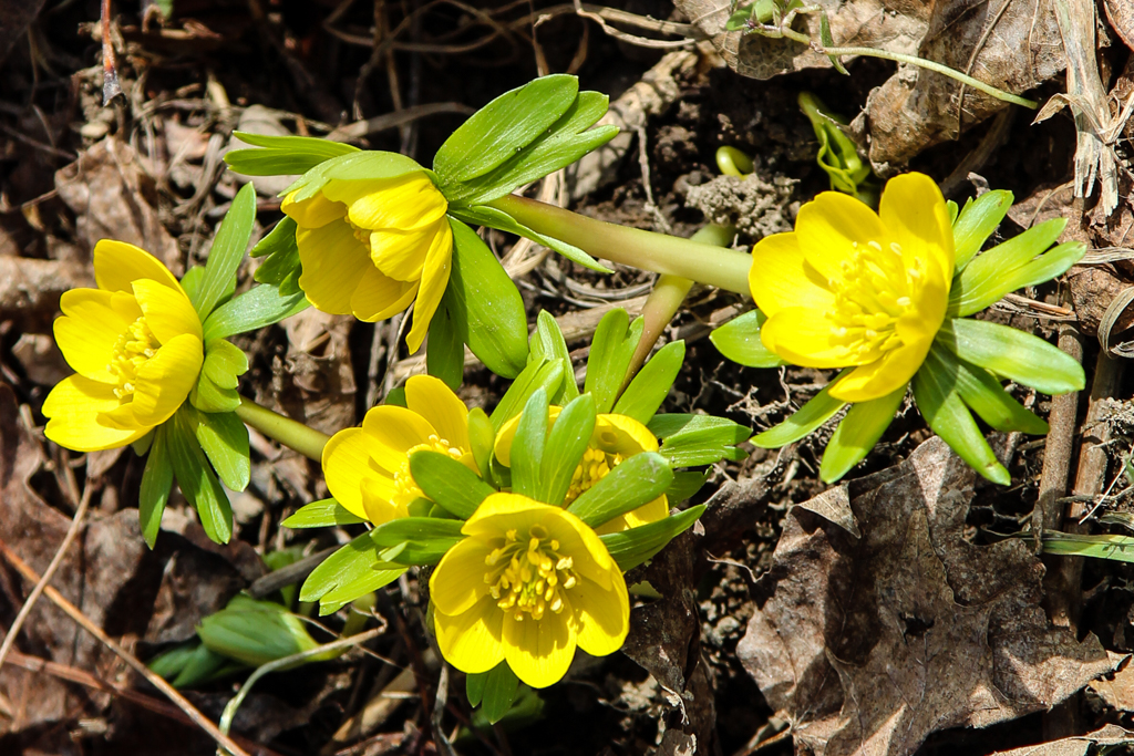 slideshow image