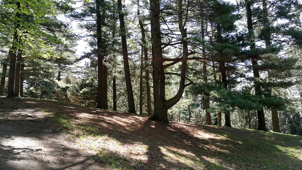 slideshow image