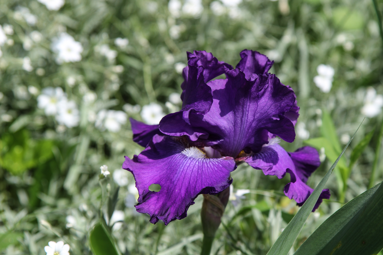 slideshow image