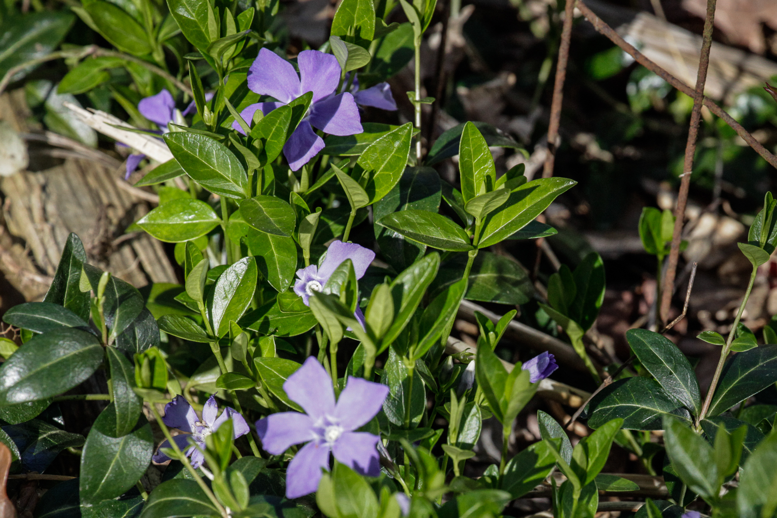 slideshow image