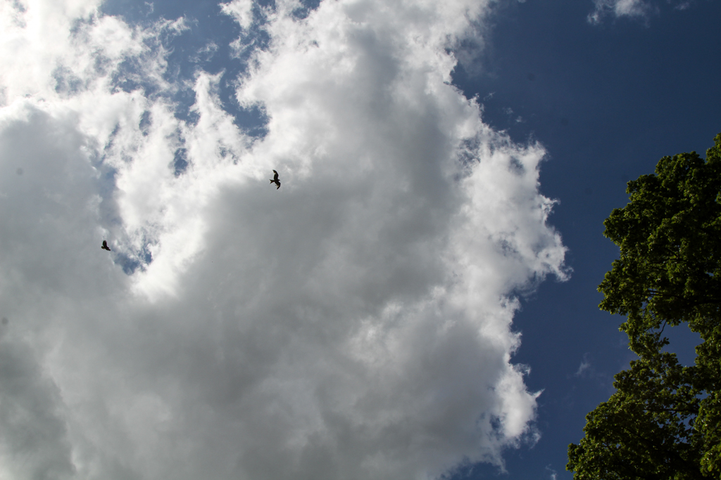 slideshow image