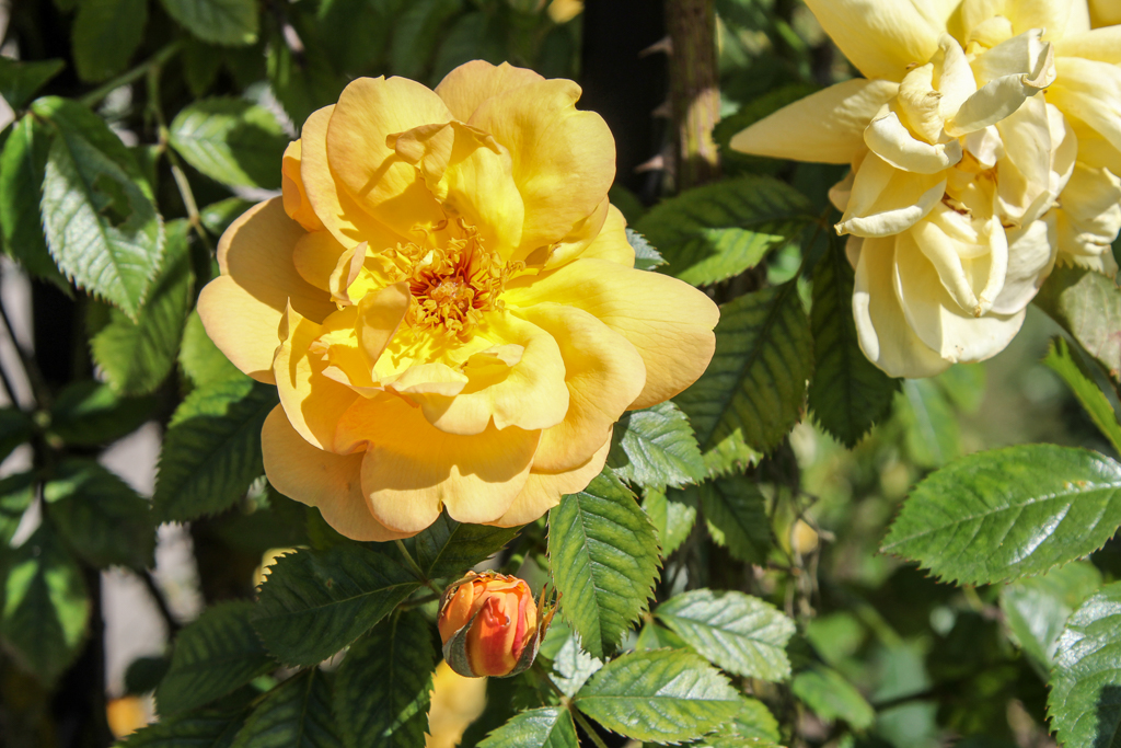 slideshow image
