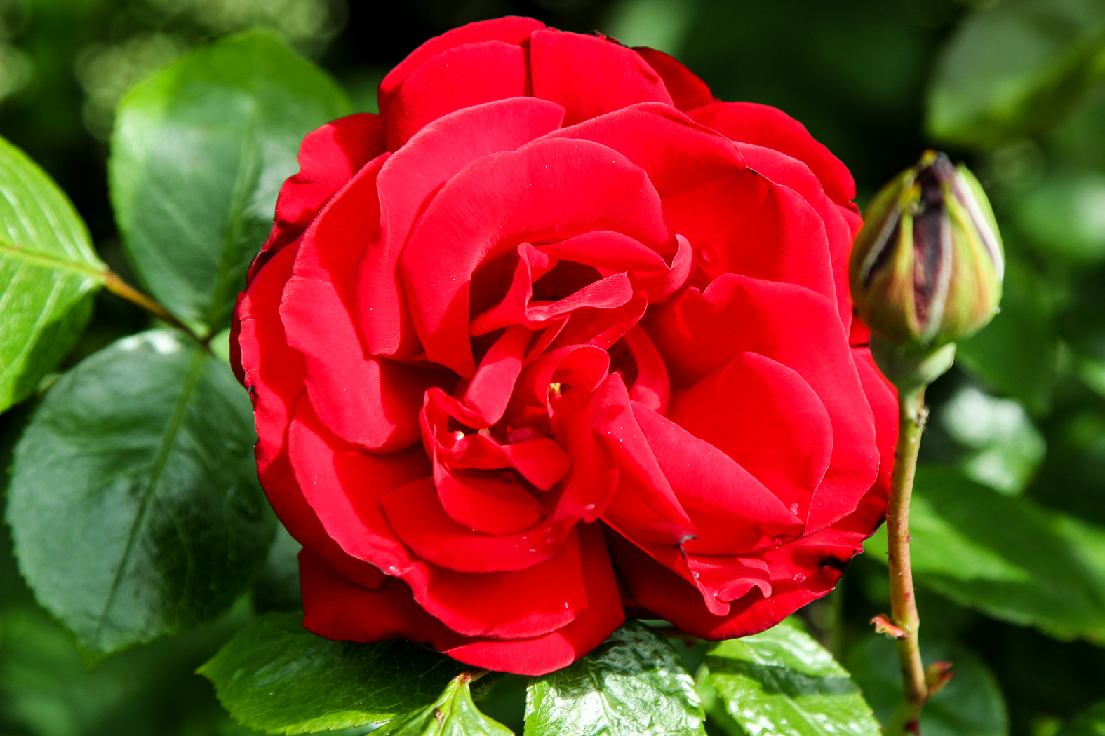 slideshow image