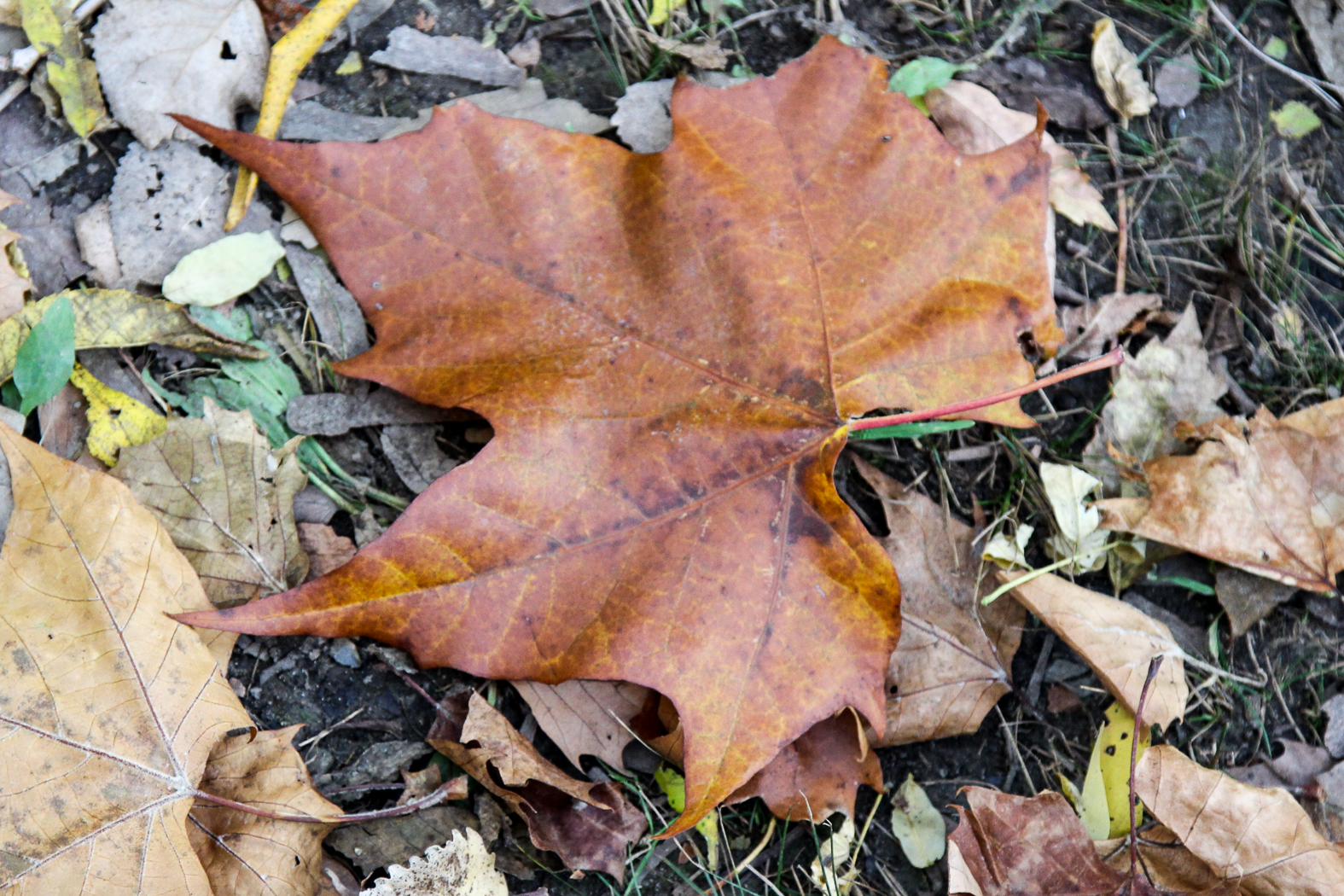 slideshow image