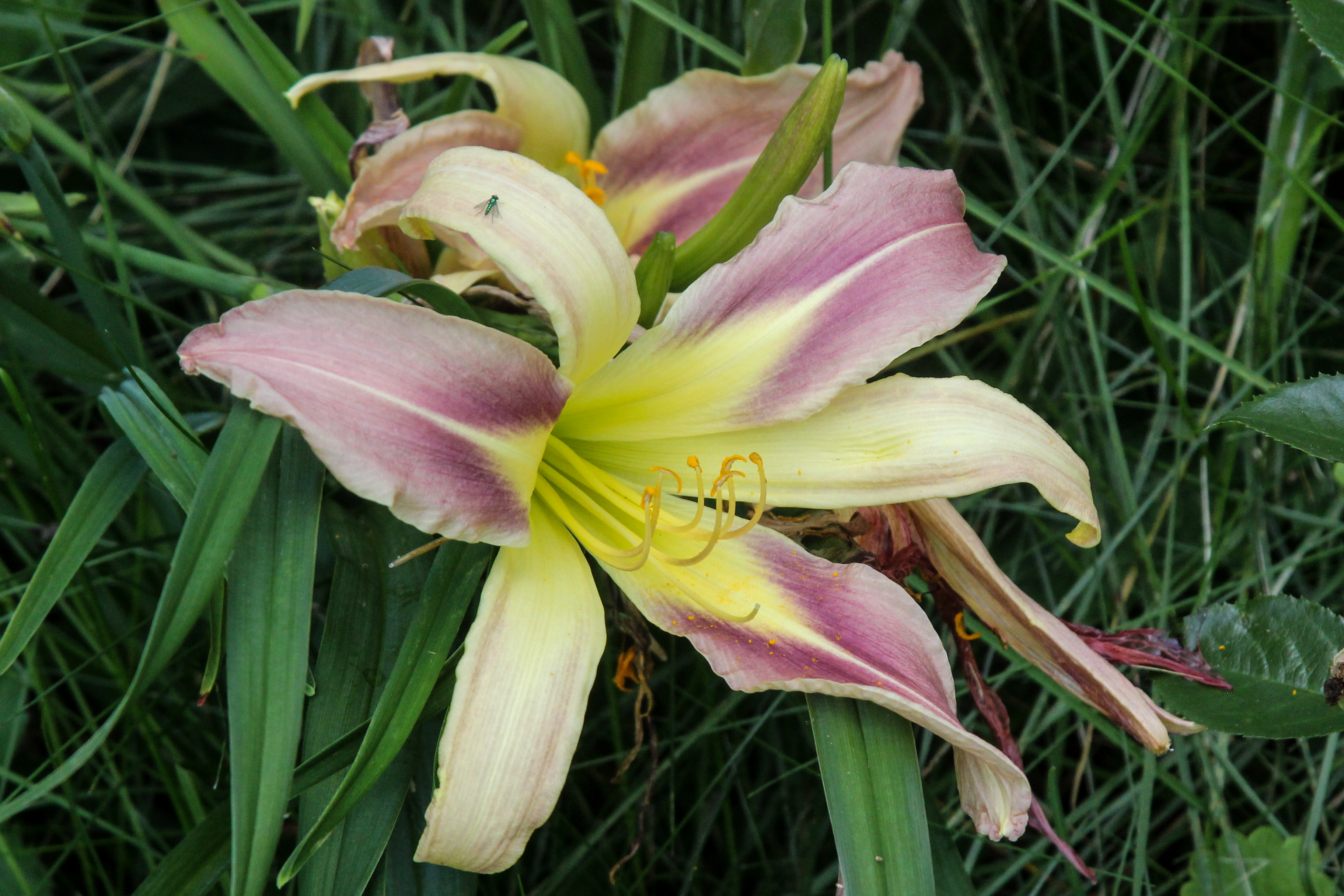 slideshow image