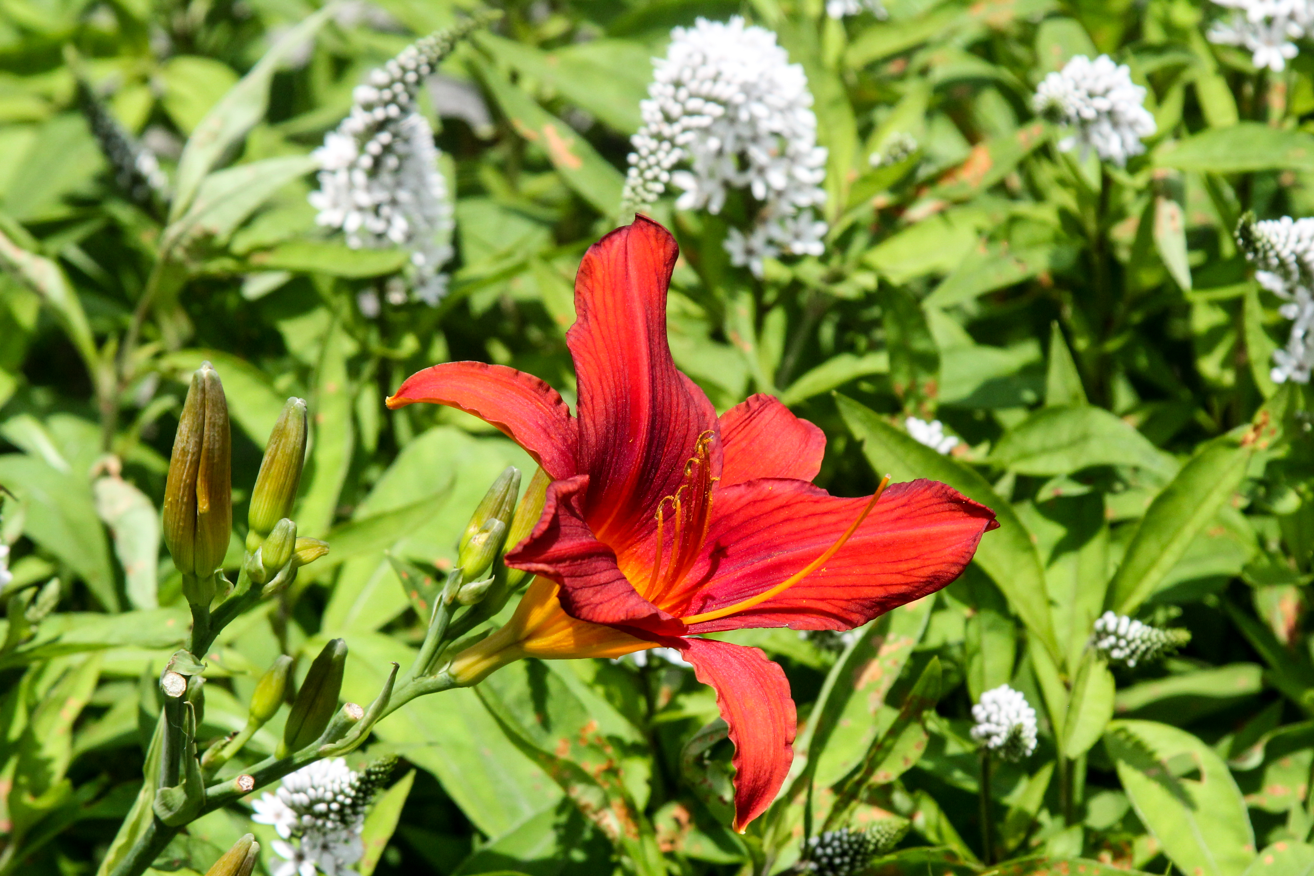 slideshow image