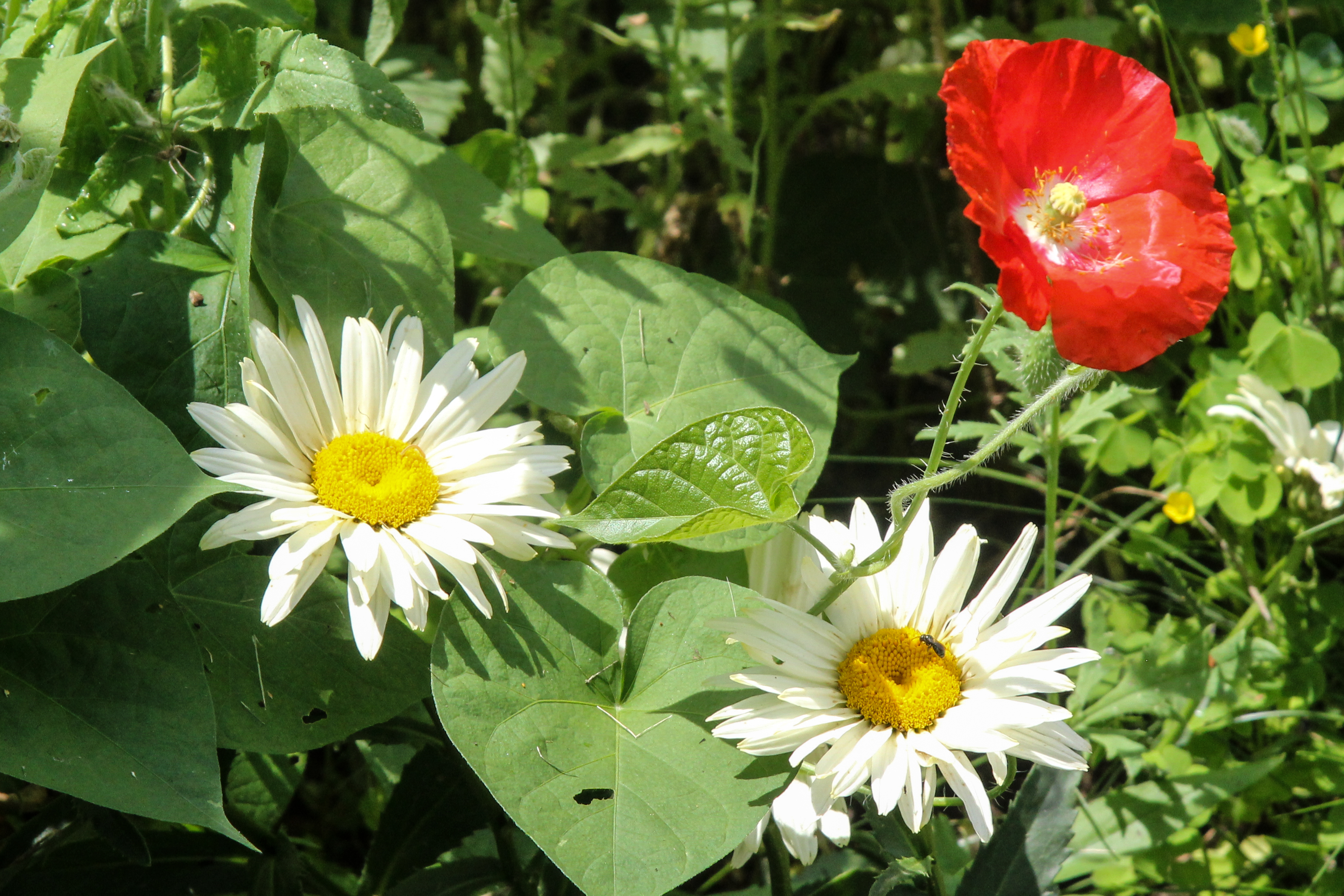 slideshow image