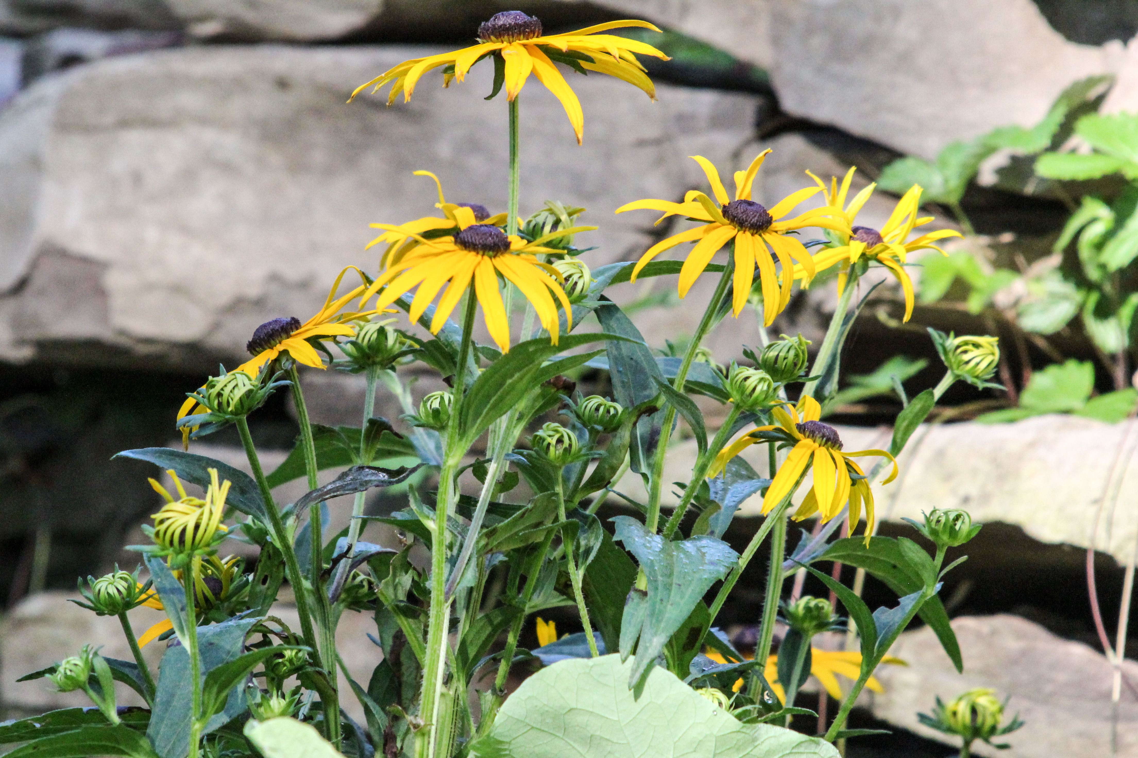 slideshow image