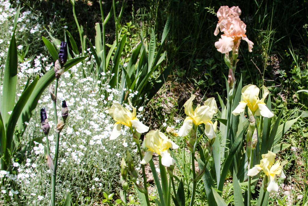 slideshow image