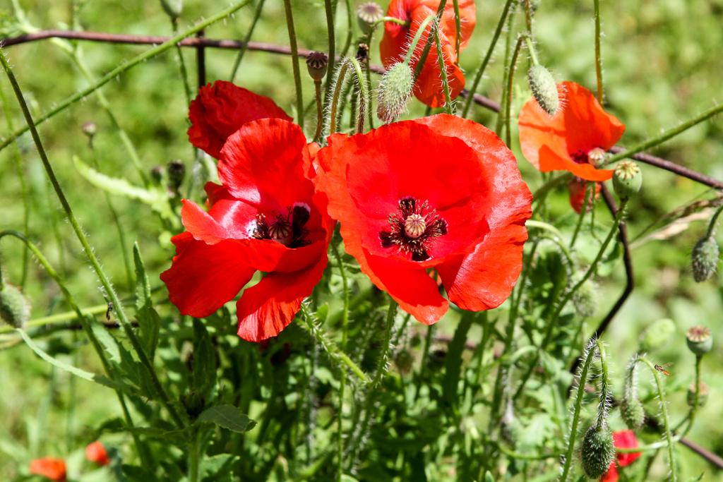 slideshow image