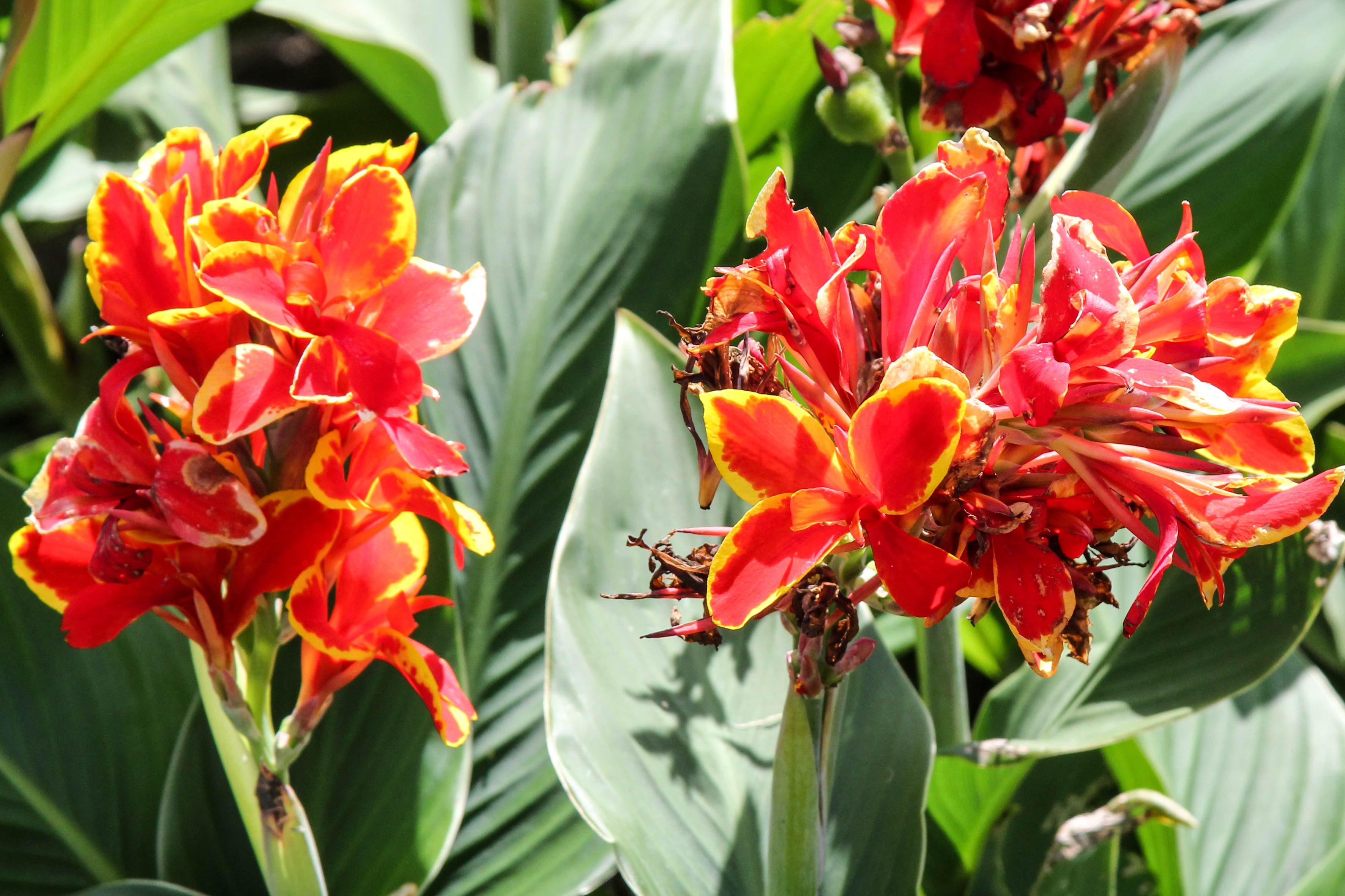 slideshow image