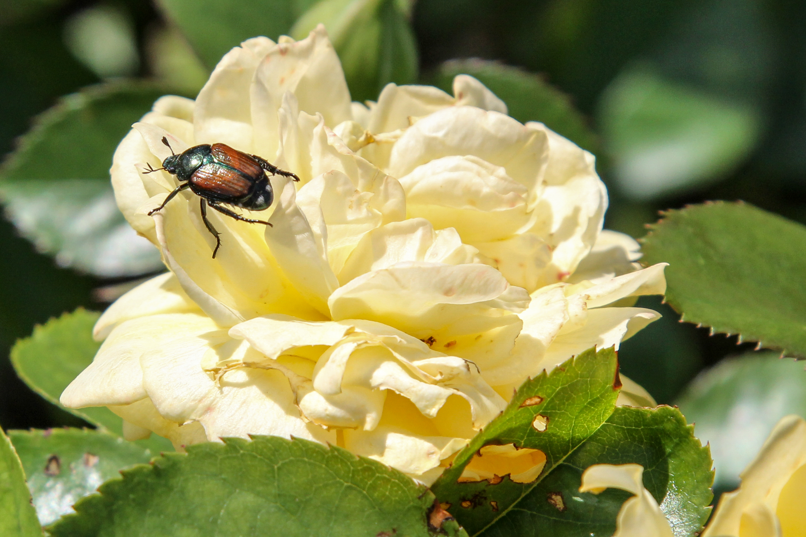 slideshow image