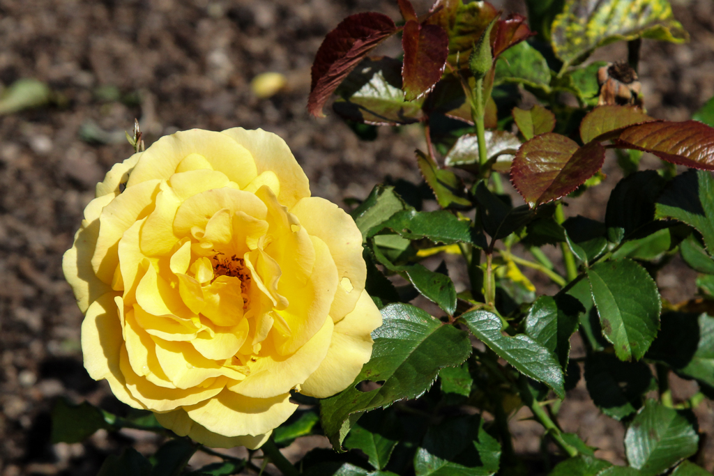 slideshow image
