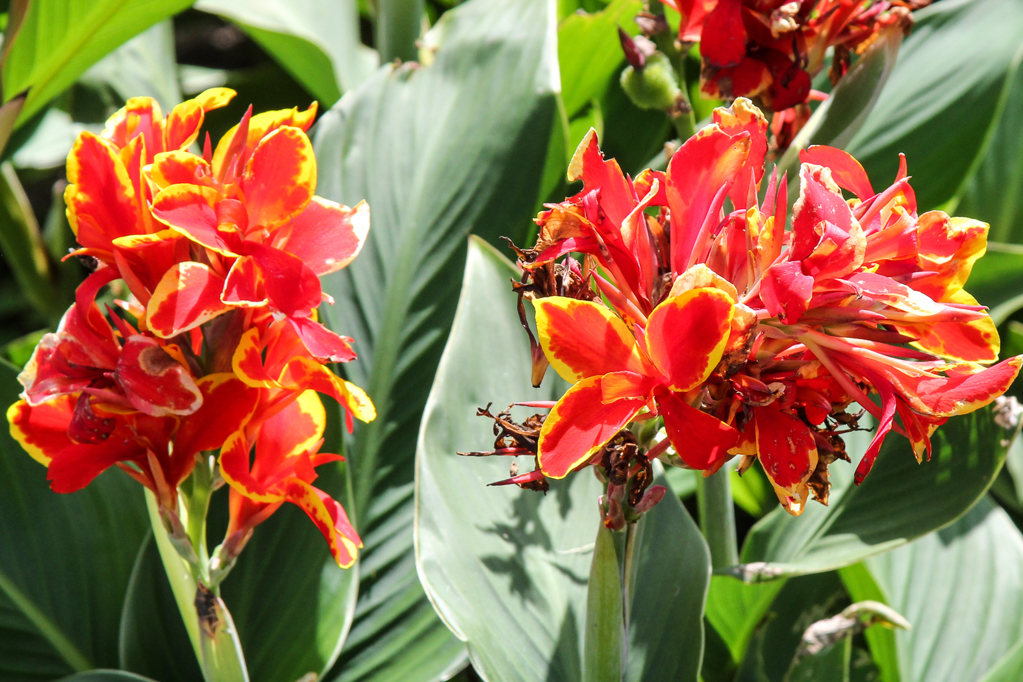 slideshow image