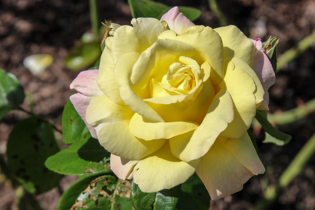 slideshow image
