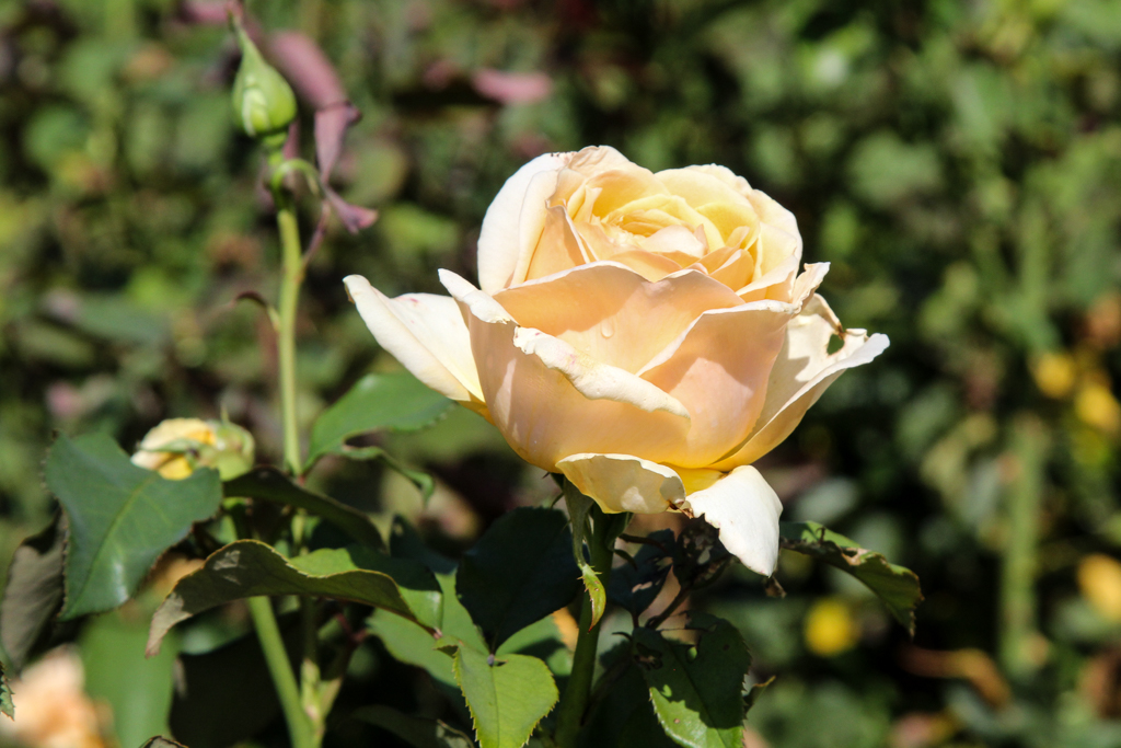 slideshow image