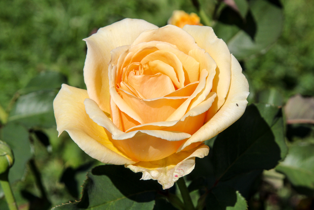 slideshow image