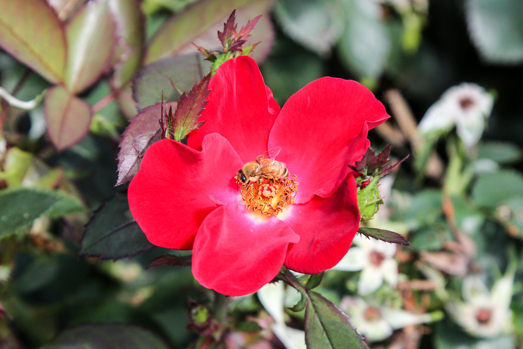 slideshow image