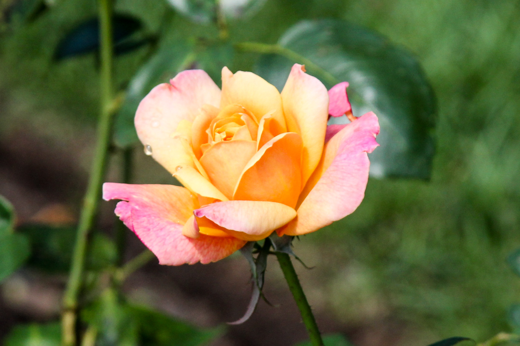 slideshow image
